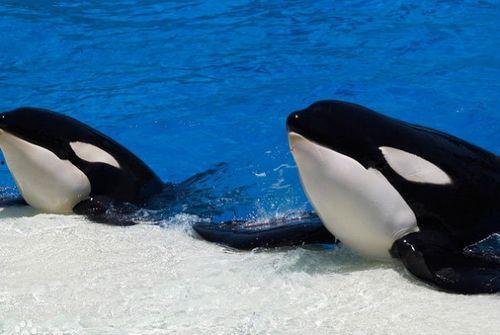 鲸的资料和图片,鲸类的神秘世界探秘