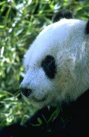 看熊猫图片